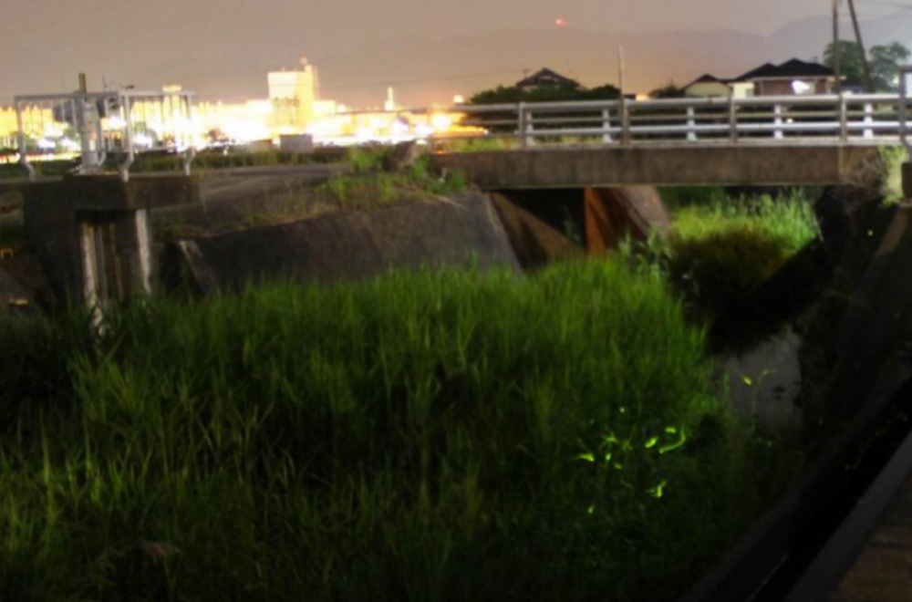 “北鼻川”流域飛舞的螢火蟲(chóng)（左上角是遠處的日本半導體株式會(huì )社大分工廠(chǎng)）